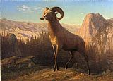 A Rocky Mountain Sheep Ovis Montana